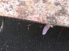 Callibaetis