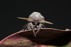 Oxycanus occidentalis