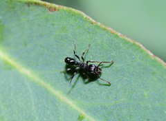 Rhytidoponera victoriae