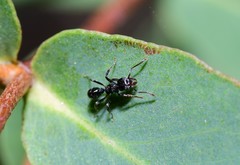 Rhytidoponera victoriae