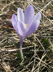 Crocus neapolitanus