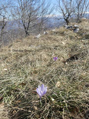 Crocus neapolitanus