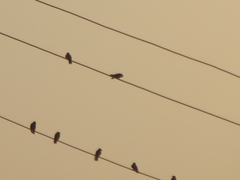 Ptyonoprogne concolor