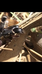 Trogodendron fasciculatum