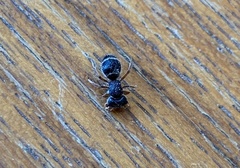 Ephutomorpha porrecticeps