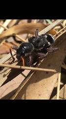 Trogodendron fasciculatum