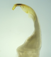 Atopetholus carmelitus