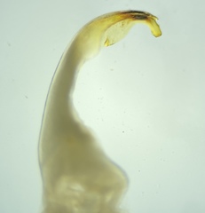 Atopetholus carmelitus