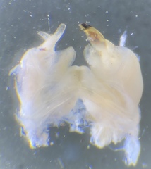 Atopetholus carmelitus