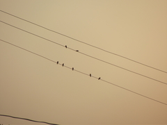 Ptyonoprogne concolor