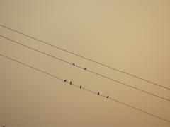 Ptyonoprogne concolor