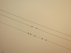 Ptyonoprogne concolor