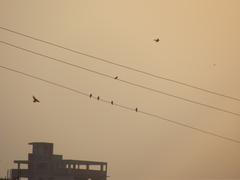 Ptyonoprogne concolor