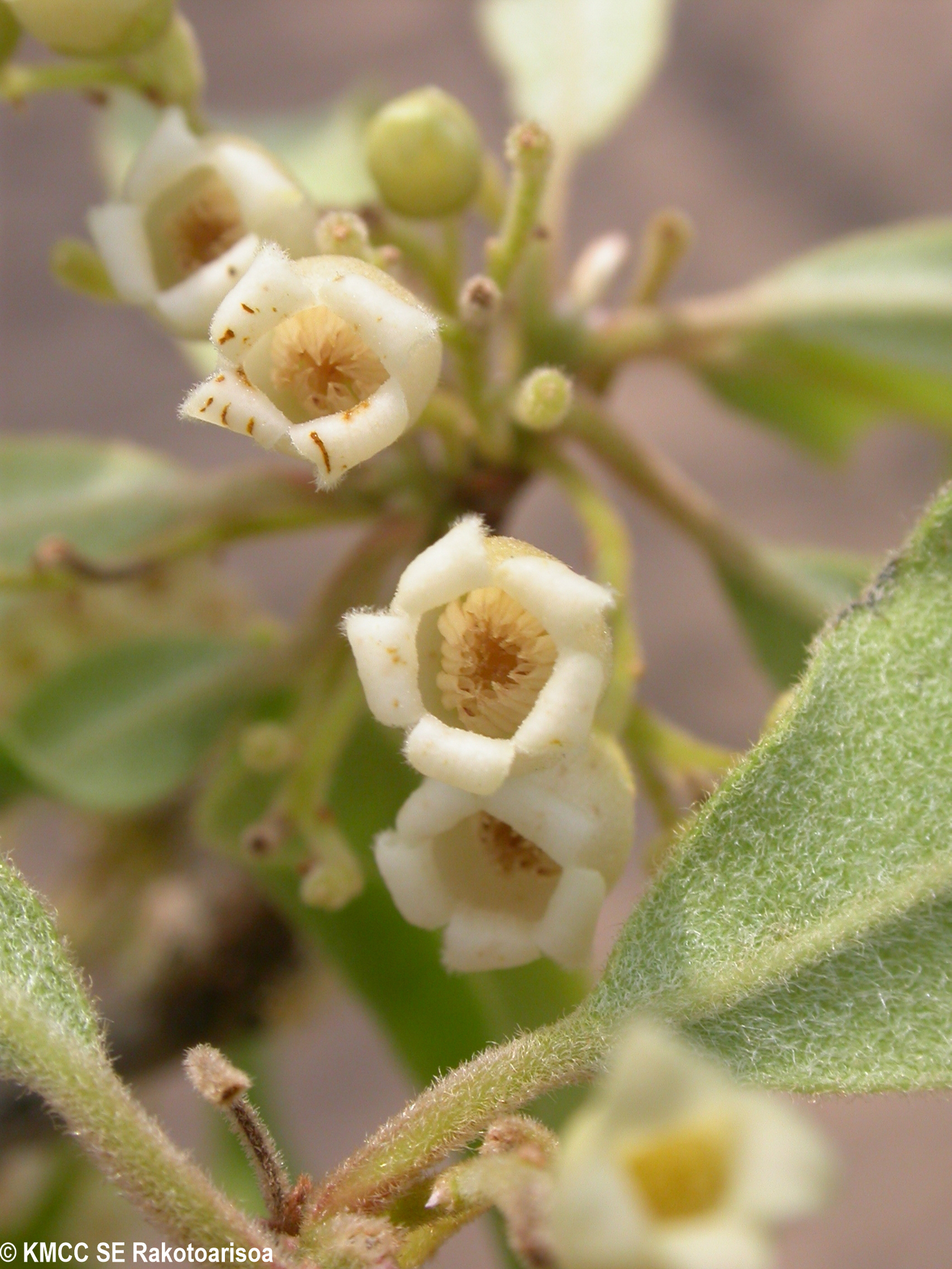 Diospyros greveana