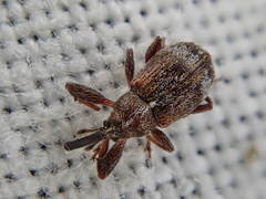 Anthonomus bituberculatus