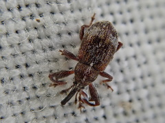 Anthonomus bituberculatus