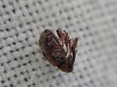 Anthonomus bituberculatus