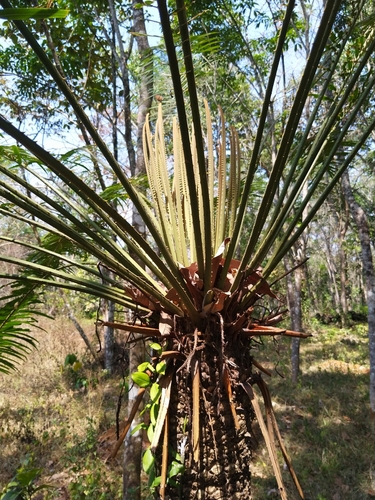 Image of Cycas circinalis by (c) Navaneeth Sini George, some rights reserved (CC BY)