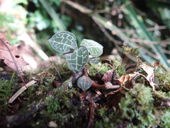 Anoectochilus formosanus