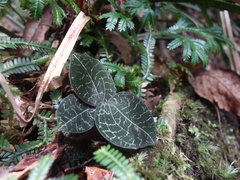 Anoectochilus formosanus