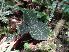 Anoectochilus formosanus