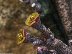 Euphorbia hardyi image
