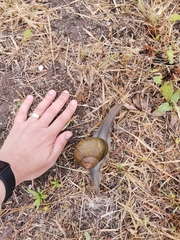 Natalina cafra cafra