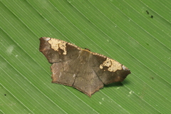 Paragonia cruraria