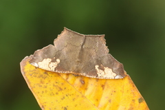 Paragonia cruraria