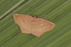 Paragonia procidaria