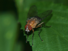 Dichaetomyia