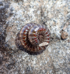 Atopetholus carmelitus