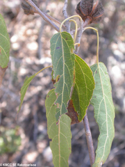 Eriolaena madagascariensis image