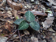 Anoectochilus formosanus