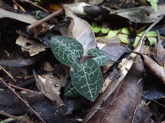 Anoectochilus formosanus