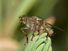 Scathophaga litorea