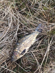 Cyprinus carpio carpio