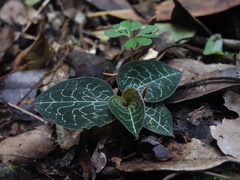 Anoectochilus formosanus