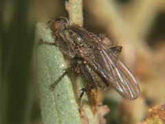 Scathophaga litorea