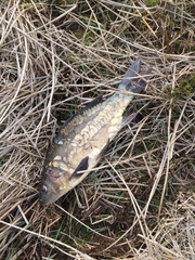 Cyprinus carpio carpio