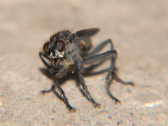 Ceratinostoma ostiorum