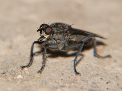 Ceratinostoma ostiorum