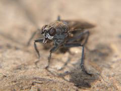Ceratinostoma ostiorum