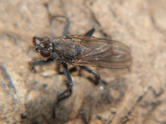 Ceratinostoma ostiorum