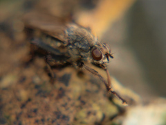 Scathophaga litorea