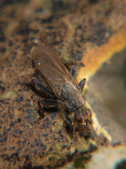 Scathophaga litorea