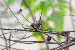 Loddigesia mirabilis