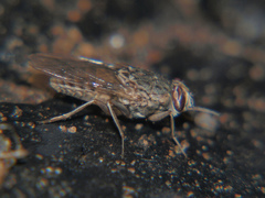 Glossina morsitans