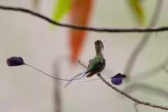 Loddigesia mirabilis