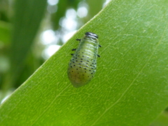 Dicranosterna semipunctata